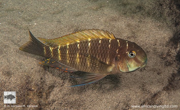 Tropheus sp. 'limespot' Kalya